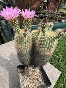 Preview: Echinocereus websterianus